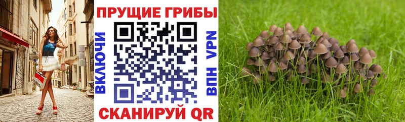 Псилоцибиновые грибы Cubensis  KRAKEN как войти  Нурлат 